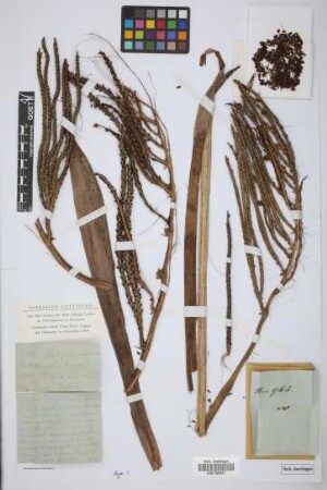 Geonoma intermedia