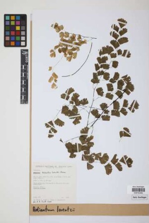 Adiantum lorentzii Hieron.