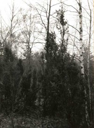 Gemeiner Wacholder (Juniperus communis), auch Heide-Wacholder im Naturschutzgebiet Rothstein bei Löbau