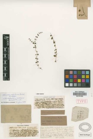 Stemodia radicans Griseb.