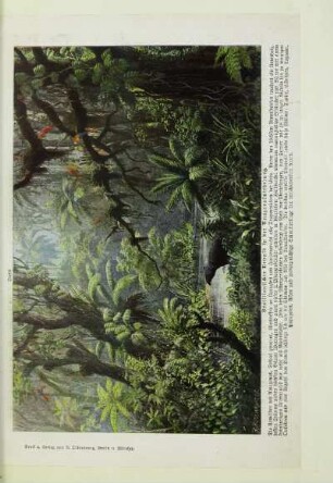 Brasilianischer Urwald in der Amazonasniederung