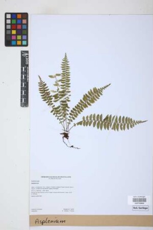 Asplenium L.