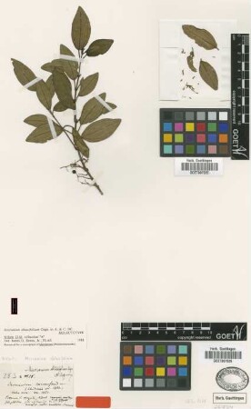 Mecranium obtusifolium Cogn. [type]
