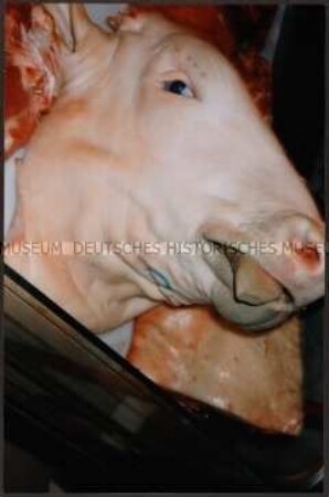 Kopf eines toten Rindes mit herausgestreckter Zunge (Altersgruppe bis 14)