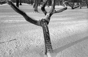 Berlin-Pankow : In Berlin-Pankow, Schlosspark