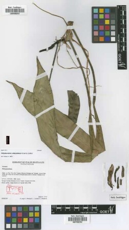 Philodendron cotapatense Croat & Acebey [paratype]