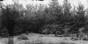 Im Wald : Mischwald im Białowieża-Nationalpark.