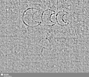 Tre lune / AZC + Armbrust = S.79-83