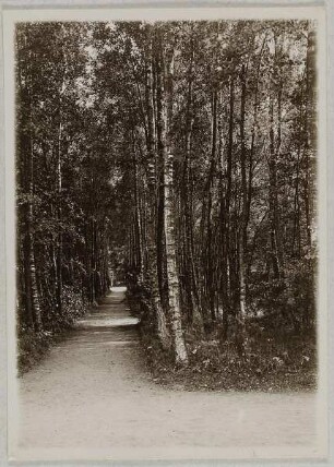 Parthie aus einem Birkenhain, Ohlsdorfer Friedhof Hamburg