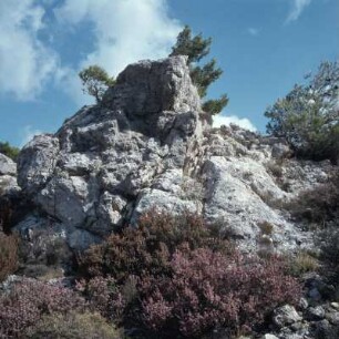 Heidekraut im Parnes-Gebirge bei der Festung Phyle