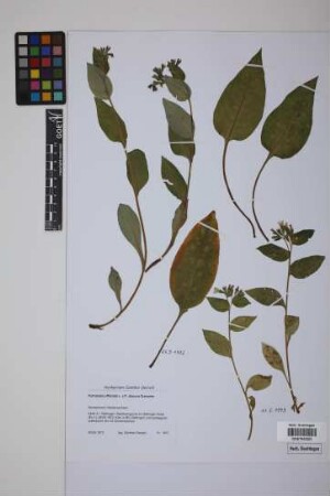 Pulmonaria officinalis L. x P. obscura Dumontier