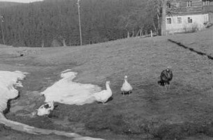 Kinder beim Spielen : Gänse auf einer Wiese