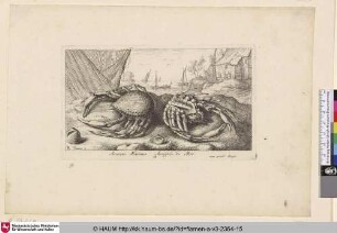 Arancus Marinus, Aragnée de Mer