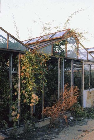DDR. Verfallenes Gewächshaus in Berlin-Pankow