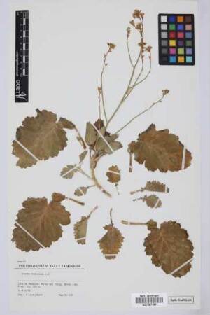 Crambe fruticosa L.f.