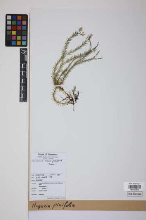 Phlegmariurus pinifolius (Trev.) comb. ined.