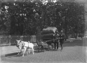 Lastentransport durch ein Gespann mit Ziegen
