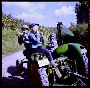 Ihringen: Kinder auf Traktor im Weinberg