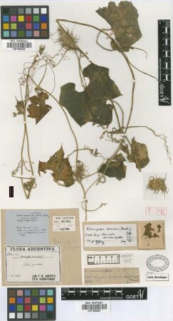 Echinocystis araneosa Griseb. [type]