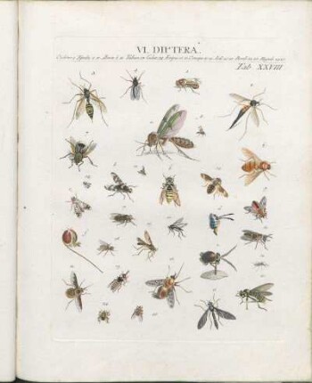 VI. Diptera.