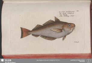 166. Gadus Barbatus