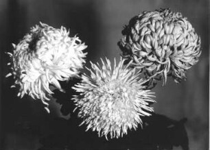 Garten-Chrysanthemen - Chrysanthemum, Blüten