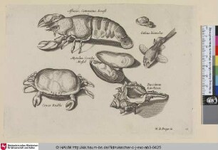 Astacus, Cammarus. Kreest; Guleus hinnulus; Mytulus, Concha Mossel; Buccinum Kinchoren; Cancer; Krabbe [Hummer, Miesmuschel, Hornschnecke und Krebs; A Lobster, Mussel, Conch Shell and a Crab]