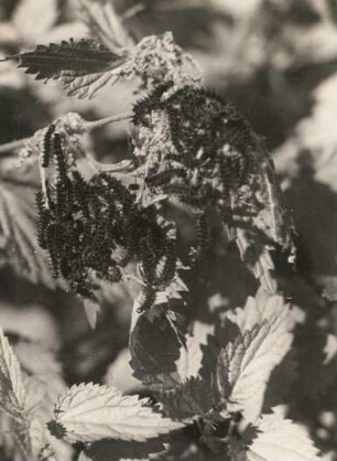 Tagpfauenauge (Vanessas io. L.). Raupen auf Brennessel