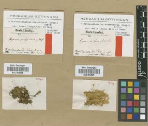 Mittenothamnium diminutivum (Hampe) E.Britton var. teres (Hampe) Wijk & Margad.