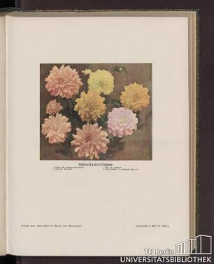 Riesen-Hybrid-Dahlien