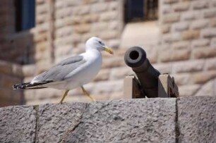 Monte Carlo - Kanone und Möwe : Fürstenschloss der Grimaldis, alte Kanone + grosse Möwe. Monaco 2006