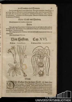 Cap. XVI. Von Saffran.