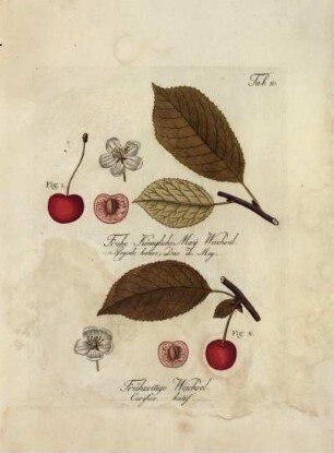 Tab. 10. Fig. 1. Fruhe Königliche May Weichsel [...] Fig. 2. Frühzeitige Weichsel [...]