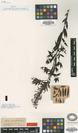 Mabea angustifolia Spruce ex Benth. [isotype]
