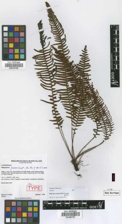 Melpomene jimenezii Lehnert [isotype]