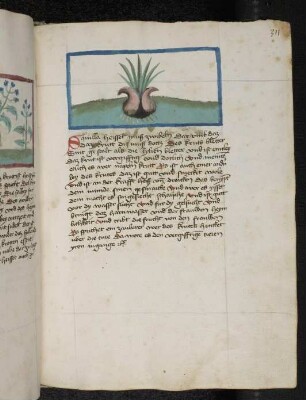 Kräuterpflanze: Squilla ( Urgniea maritima / Liliaceae) / Mäusezwiebel; (aus Konrads von Megenberg "Buch der Natur")