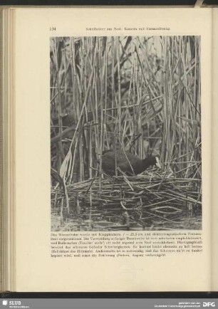 Wasserhuhn