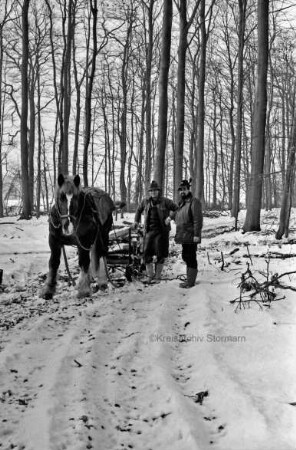 Fohlenkoppel: Landwirt Thomas Isenberg transportiert mit dem Schleswiger Kaltblutpferd Holz im Winter aus dem Wald ab