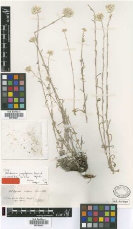 Helichrysum niveum Boiss. & Heldr. [isotype]