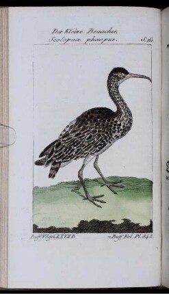 Der Kleine Braacher. Scolopax phaeopus.