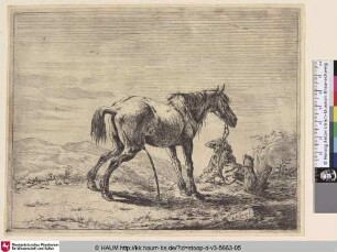 [Ein urinierendes Pferd; Pissing Horse; Un cheval qui pisse]