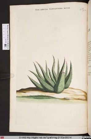 ALOE AFRICANA MARGARITIFERA MINOR.
