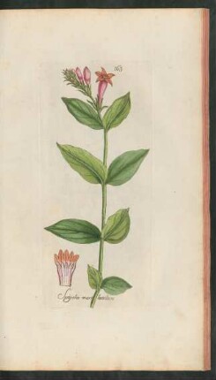 163. Spigelia marilandica