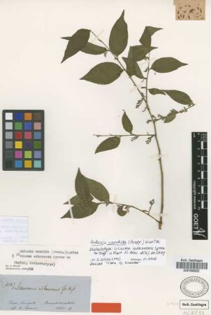 Liriosma adhaerens Spruce ex Engl. [isolectotype]