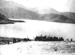 Die heiligen Rinder am Kiwusee