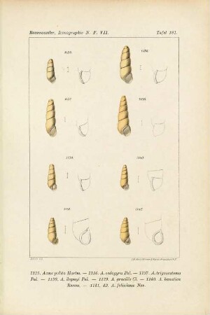Iconographie der Land- und Süsswasser-Mollusken : mit vorzügl. Berücksichtigung d. europäischen noch nicht abgebildeten Arten. Tafelbd., NF, 7. 1894