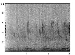 Felsentaube | Columba livia - Ruf