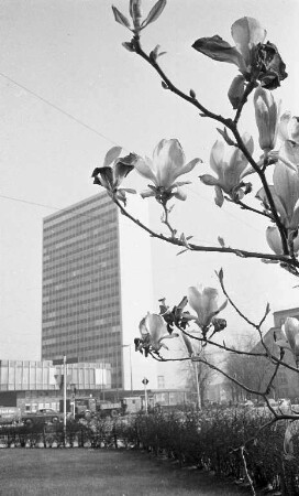 Magnolienblüte.