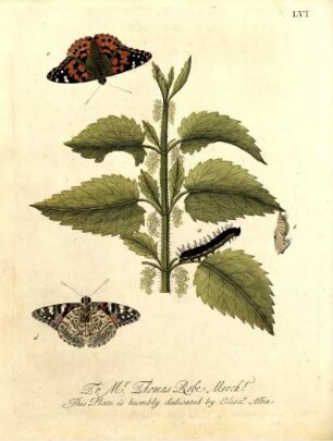 LVI.