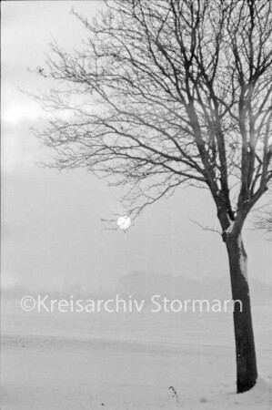 Zarpen / Rehhorst: Feldmark: Baum am Straßenrand: dahinter verschneite Wiese: hinten untergehende Sonne: Winter